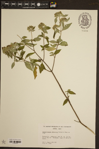 Pycnanthemum albescens image