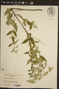 Pycnanthemum albescens image