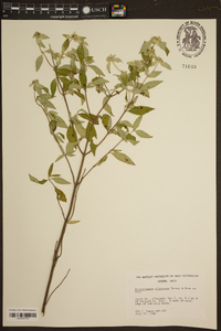 Pycnanthemum albescens image