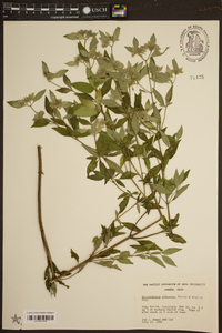 Pycnanthemum albescens image