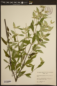 Pycnanthemum albescens image