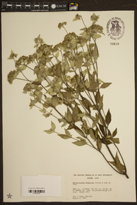 Pycnanthemum albescens image