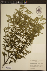 Pycnanthemum albescens image