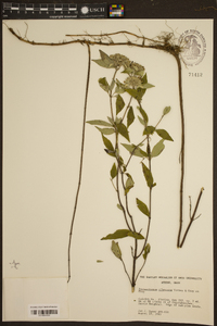 Pycnanthemum albescens image