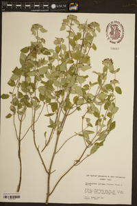 Pycnanthemum curvipes image