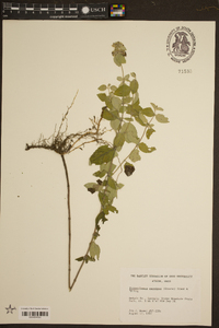 Pycnanthemum curvipes image