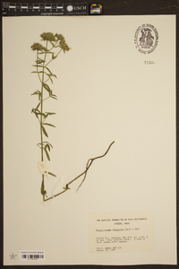 Pycnanthemum flexuosum image