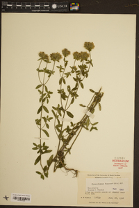 Pycnanthemum flexuosum image