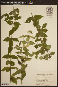 Pycnanthemum floridanum image