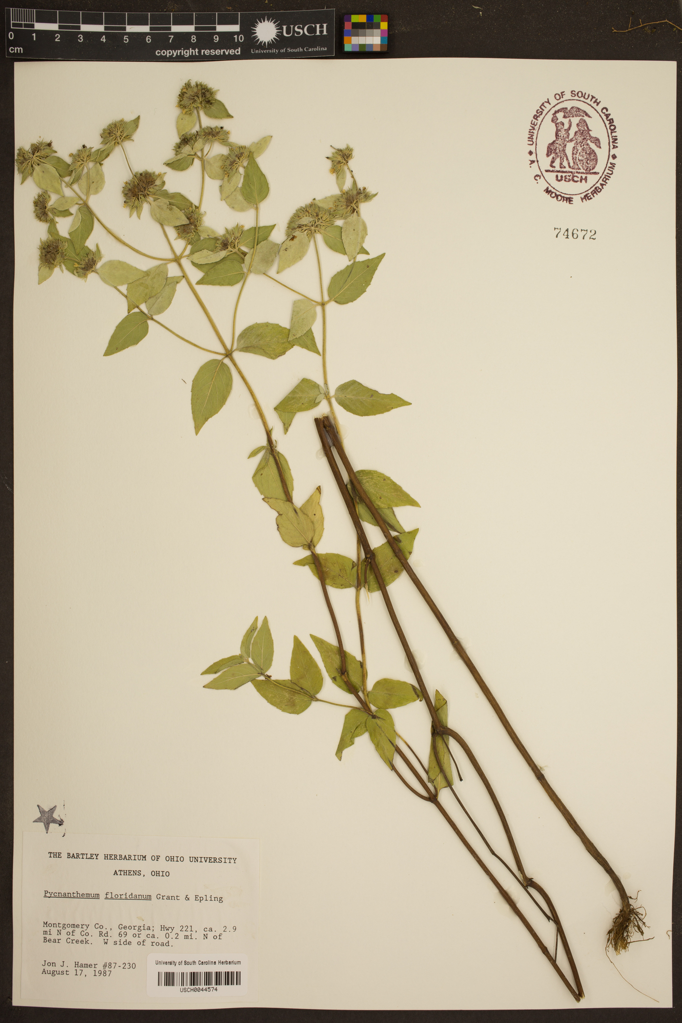 Pycnanthemum floridanum image