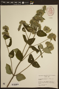 Pycnanthemum incanum image