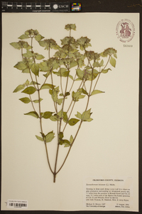 Pycnanthemum incanum image