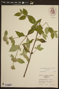 Pycnanthemum incanum image