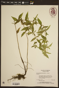 Pycnanthemum incanum image