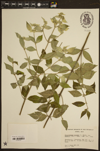 Pycnanthemum loomisii image