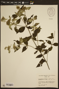 Pycnanthemum loomisii image