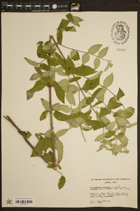 Pycnanthemum loomisii image