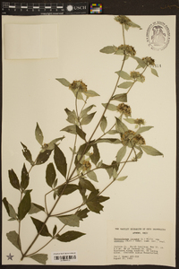 Pycnanthemum loomisii image