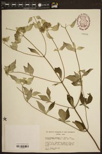 Pycnanthemum loomisii image