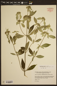 Pycnanthemum pycnanthemoides image