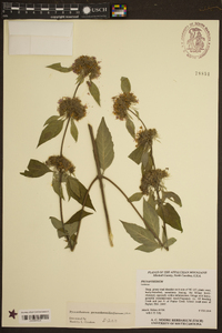 Pycnanthemum pycnanthemoides image