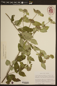 Pycnanthemum incanum image