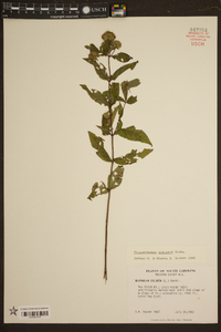 Pycnanthemum montanum image