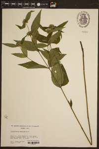 Pycnanthemum montanum image