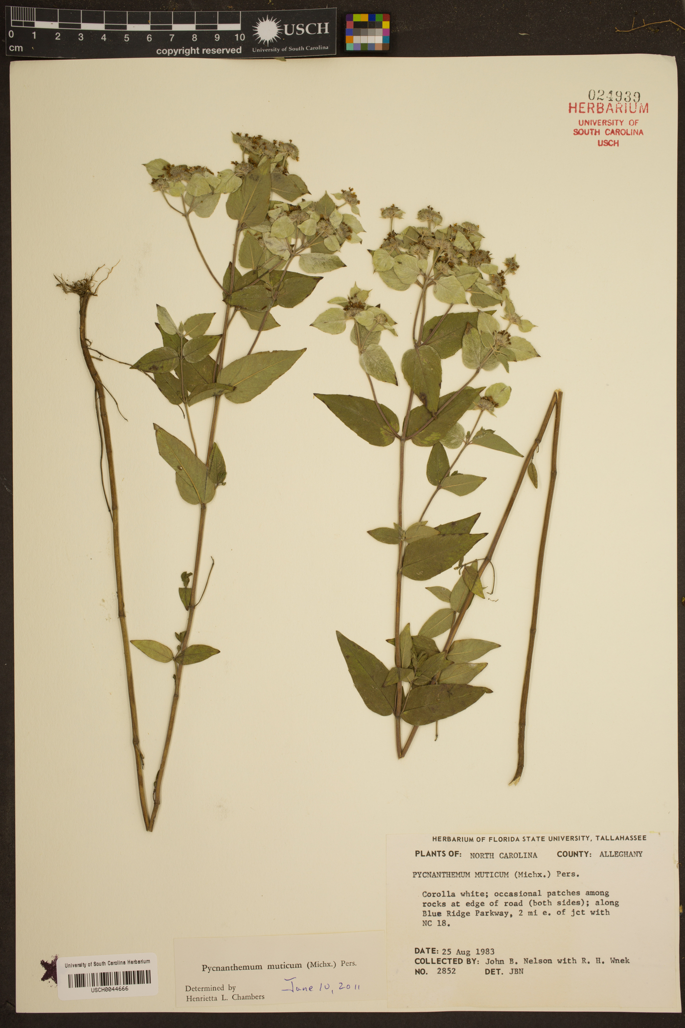 Pycnanthemum muticum image