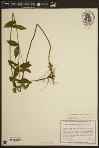 Pycnanthemum muticum image