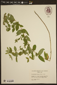 Pycnanthemum muticum image