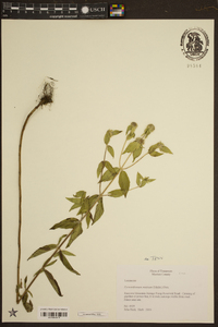 Pycnanthemum muticum image