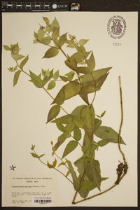 Pycnanthemum muticum image