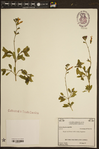 Salvia blepharophylla image