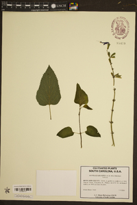 Salvia guaranitica image