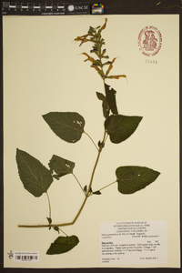 Salvia guaranitica image