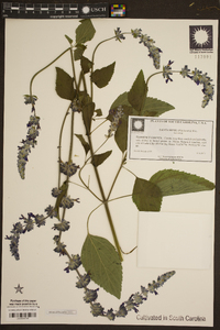 Salvia mexicana image