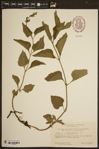 Salvia urticifolia image