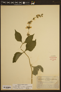 Salvia urticifolia image