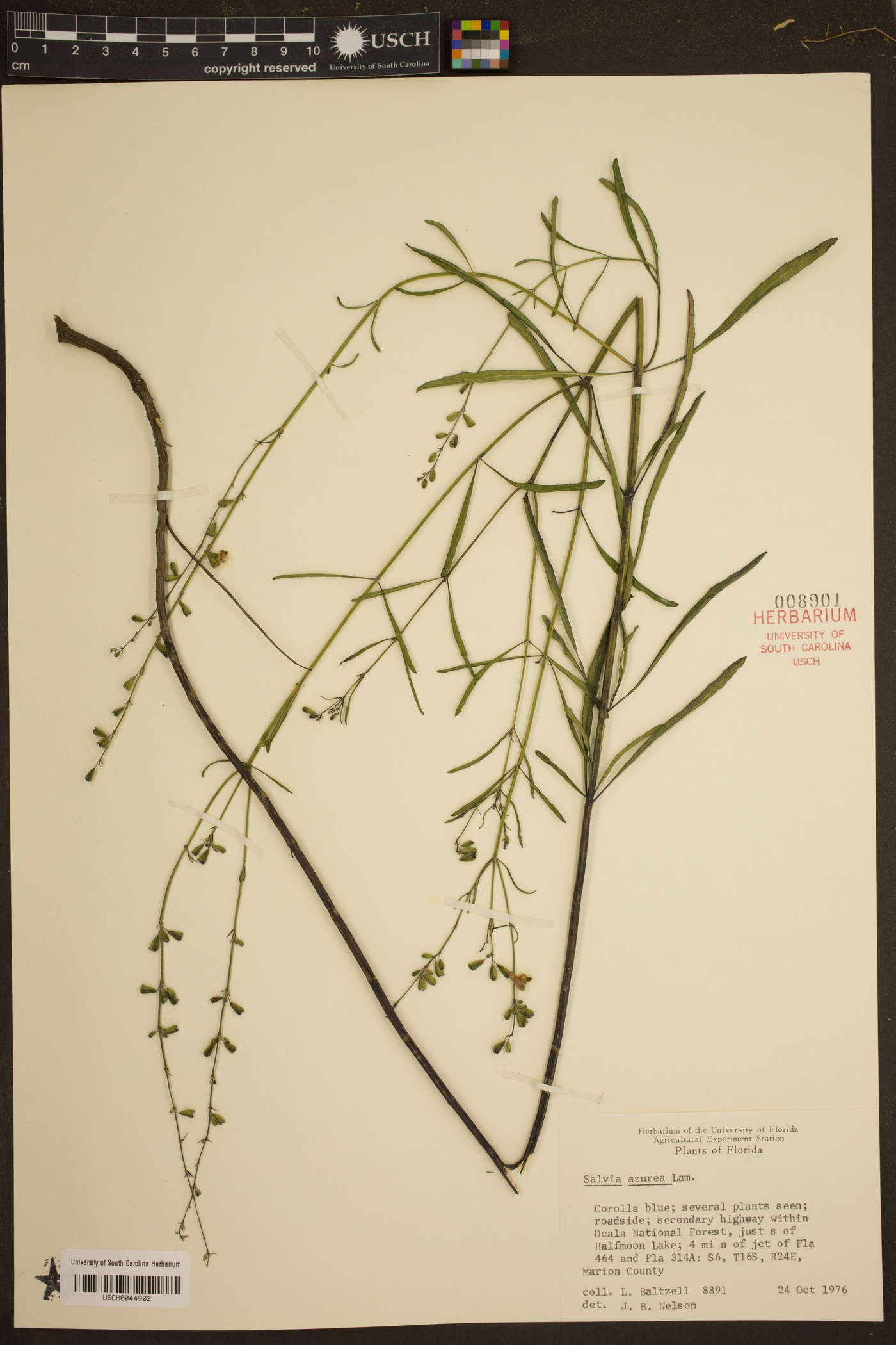Salvia argentea image