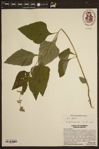 Salvia urticifolia image