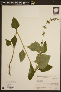 Salvia urticifolia image