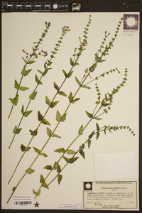 Scutellaria galericulata image