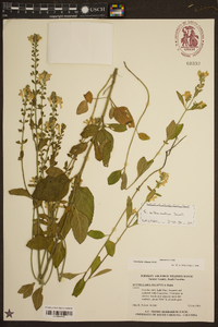 Scutellaria elliptica image