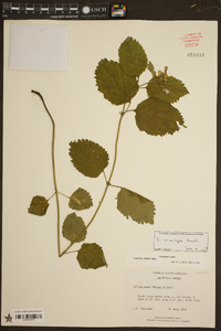 Scutellaria ocmulgee image