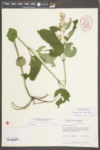 Scutellaria ocmulgee image