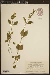 Scutellaria elliptica image