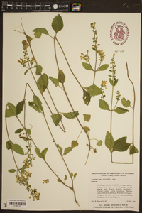 Scutellaria elliptica image