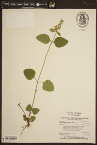 Scutellaria elliptica image