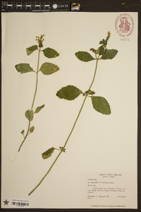 Scutellaria elliptica image